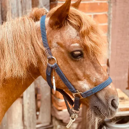 Auf Einem Ehemaligen Bauernhof *